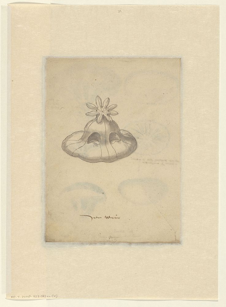 Study of a jelly fish (1575 - 1599) by anonymous
