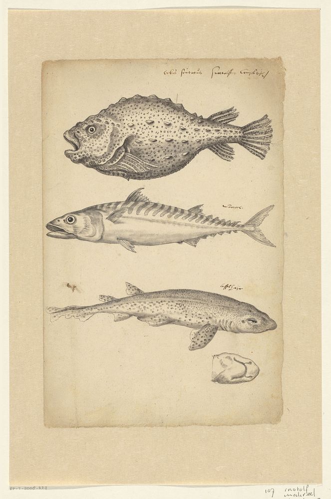 Study sheet with a lumpfish (Cyclopterus lumpus), a mackerel (Scomber scombrus) and a small-spotted catshark (Scyliorhinus…