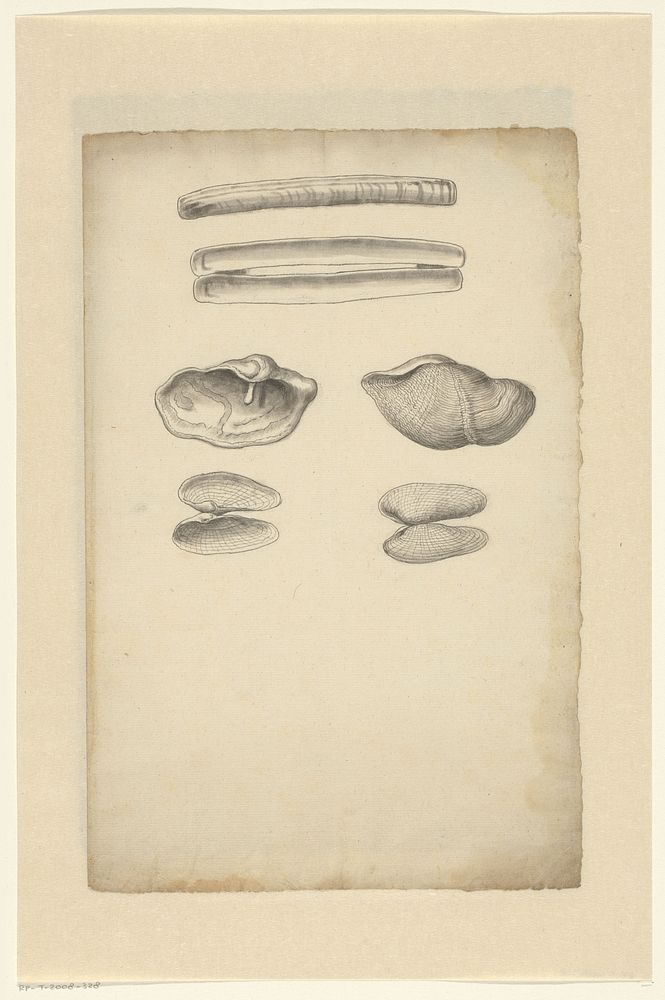 Study sheet with razor shells (Ensis arcuatus), stone-borers (Zirfaea Crispata), and white mussels (Barnea Candida) (1575 -…