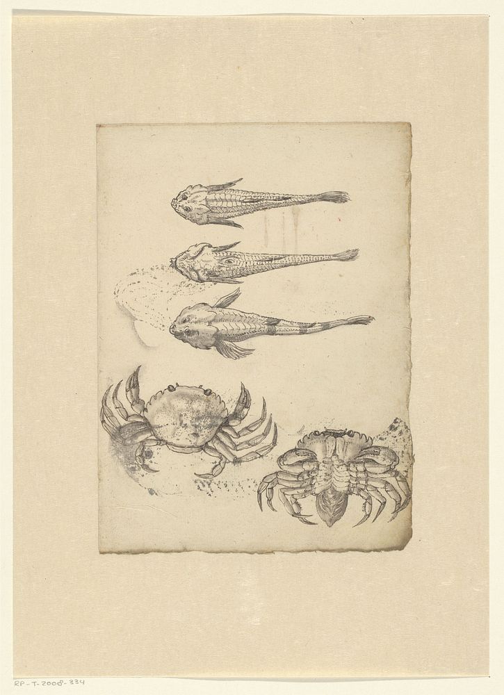 Three studies of a Cottus perifretum and two of a crab (Carcinus maenas) (c. 1575 - c. 1599) by anonymous