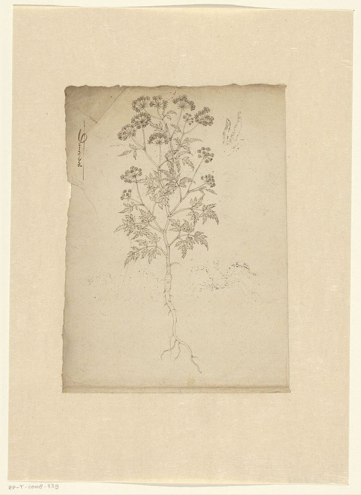 Plant ‘Daucoides’, possibly umbellifer (c. 1575 - c. 1599) by anonymous