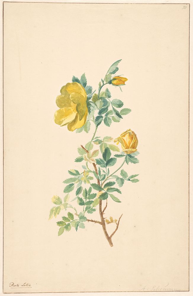 Tak van een gele roos (Rosa Lutea) (c. 1775 - c. 1825) by Willem van Leen