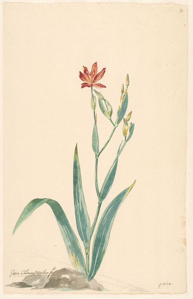 Luipaardbloem in een landschap (c. 1775 - c. 1825) by Willem van Leen