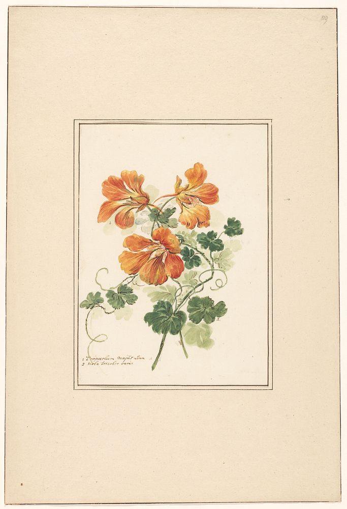 Takken van een Tropaeolum en een viooltje (c. 1775 - c. 1825) by Pieter van Loo
