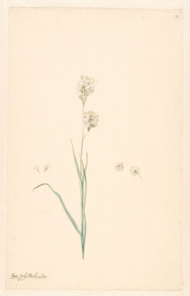 Tak van Ixia olystachya met details van stamper en bloem (c. 1750 - c. 1799) by anonymous