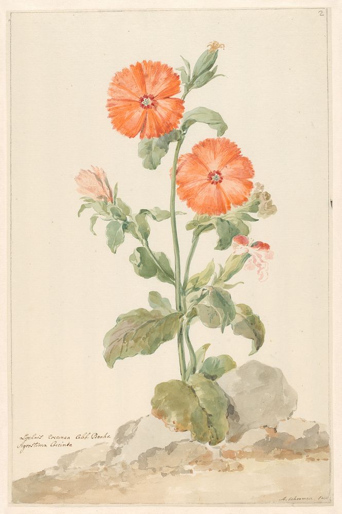 Oranje koekoeksbloem in landschap (c. 1790) by Aert Schouman