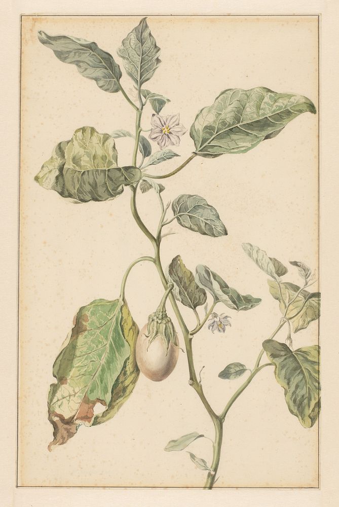 Aubergineplant (1744 - 1805) by Jan Jansz van der Vinne