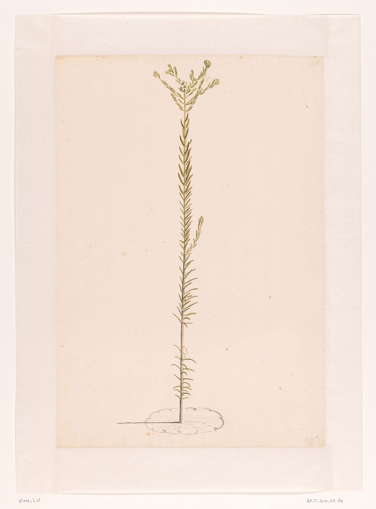 Ericoide plant (1668 - 1729) by Laurens Vincentsz van der Vinne