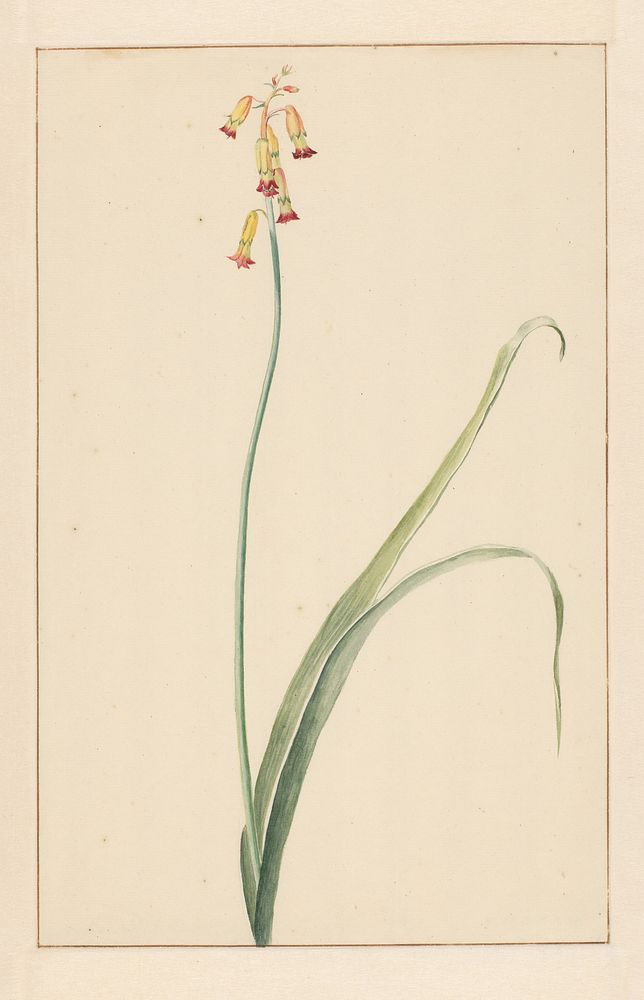 Hyacint (1746 - 1811) by Vincent Jansz van der Vinne