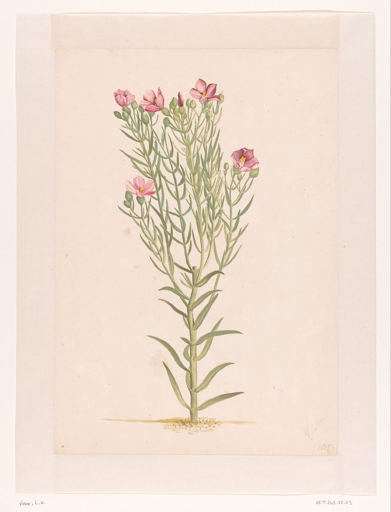 Plant met roze bloemen (1668 - 1729) by Laurens Vincentsz van der Vinne