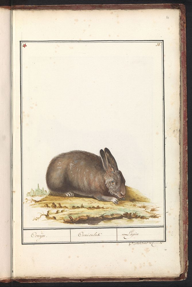 Konijn (Oryctolagus cuniculus) (1790 - 1814) by anonymous and David de Coninck
