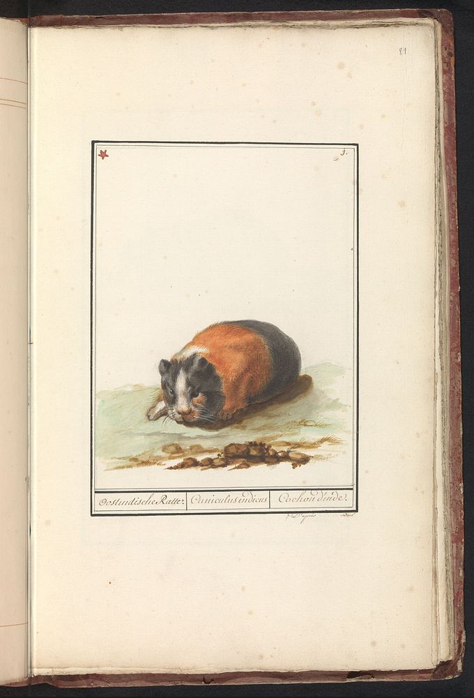 Cavia (Cavia) (1790 - 1814) by anonymous and Boel