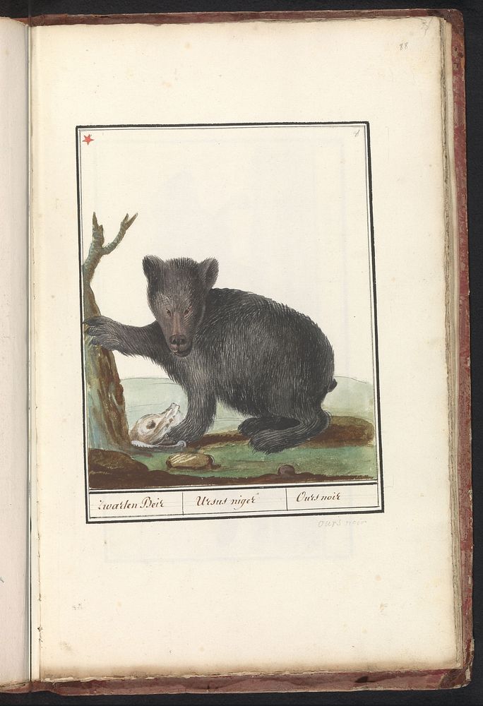 Zwarte beer (Ursus) (1790 - 1814) by anonymous
