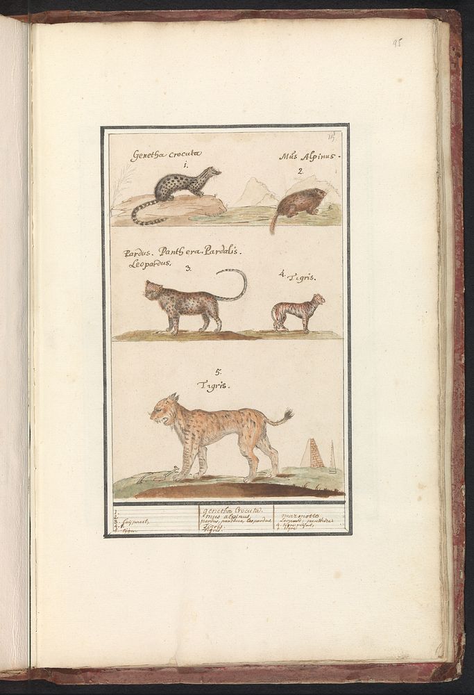 Civetkat (Viverra), alpenmarmot (Marmota marmota), luipaard (Panthera pardus) en lynx (Lynx lynx) (1596 - 1610) by Anselmus…