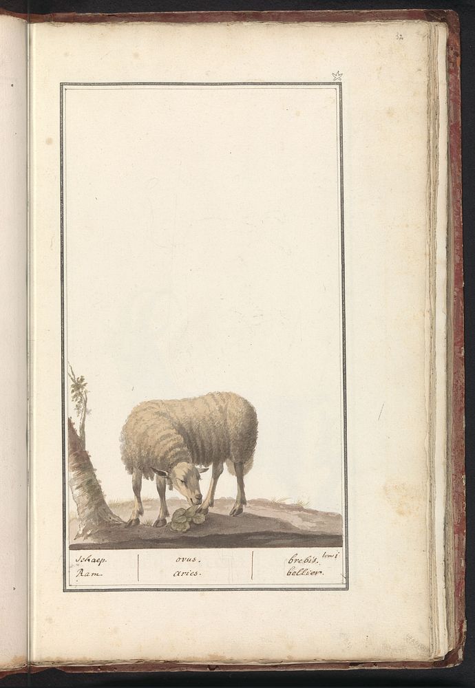 Schaap (Ovis aries) (1790 - 1814) by anonymous