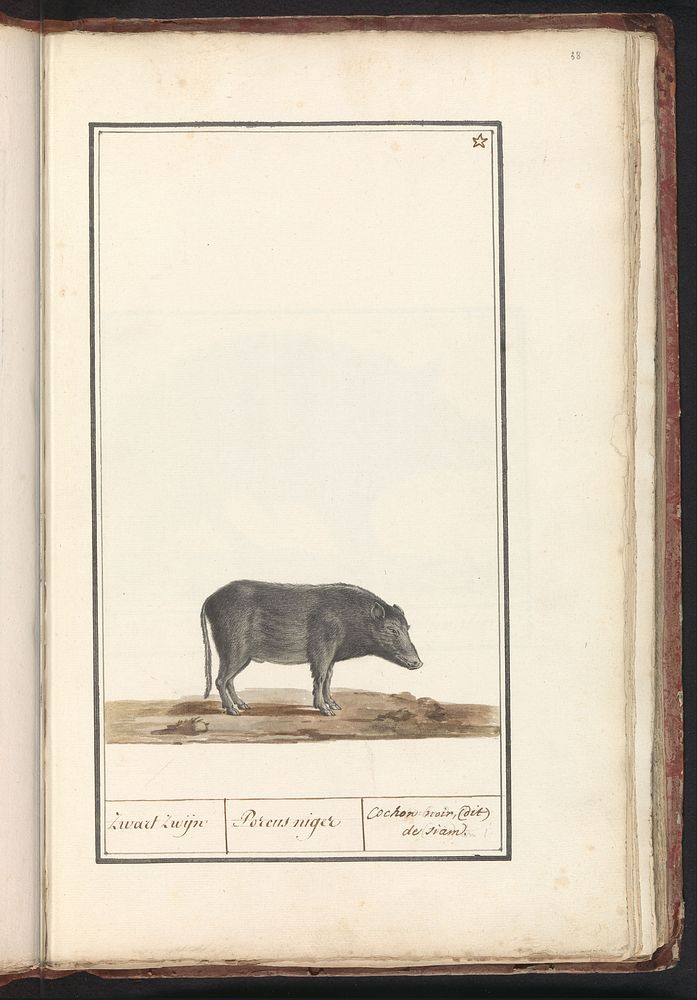 Varken (Sus scrofa domesticus) (1790 - 1814) by anonymous