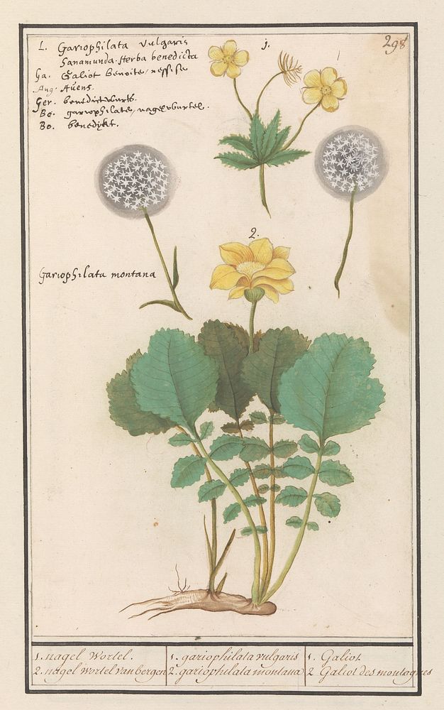 Geel nagelkruid (Geum urbanum) en Alpen geel nagelkruid (Geum montanum) (1596 - 1610) by Anselmus Boëtius de Boodt and Elias…