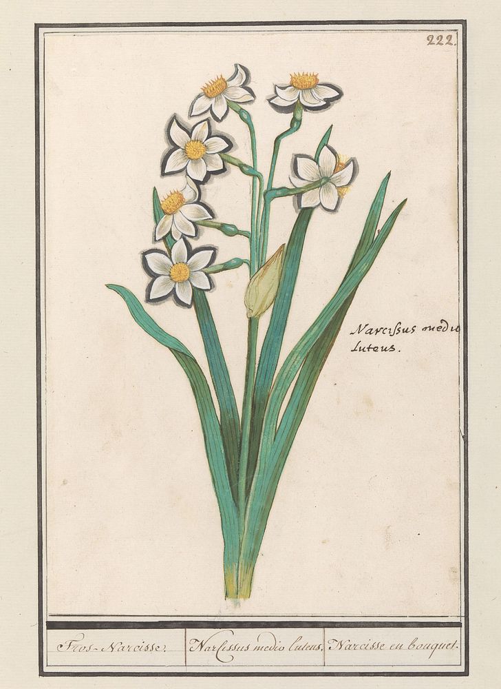 Trosnarcis (Narcissus) (1596 - 1610) by Anselmus Boëtius de Boodt and Elias Verhulst