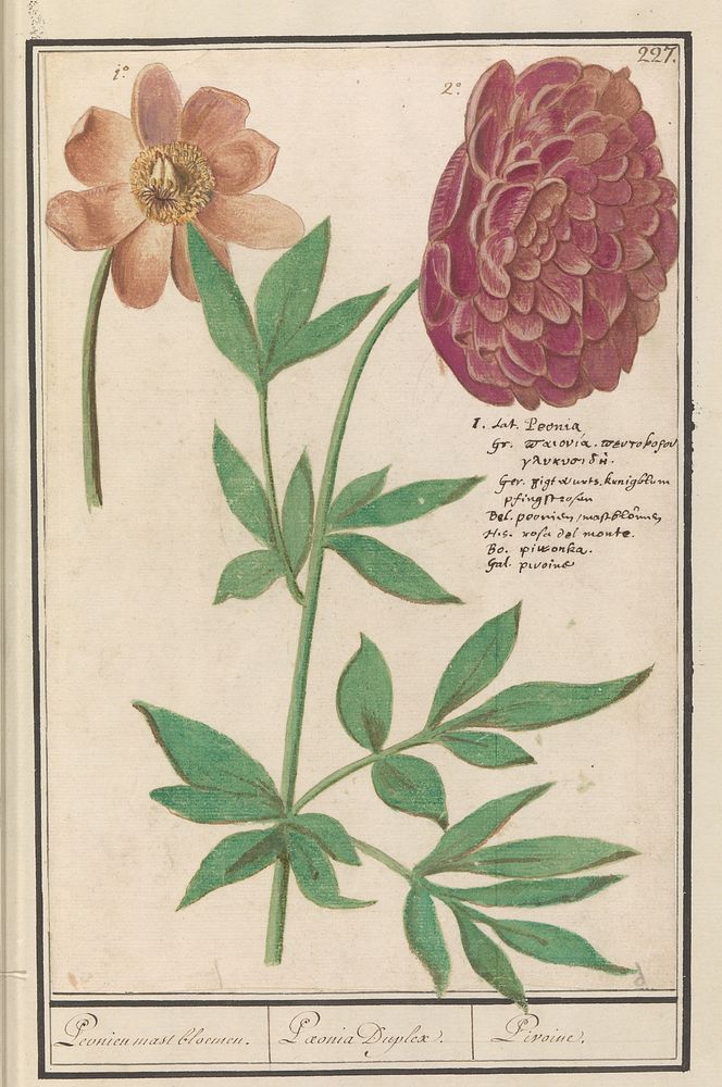 Pioenroos (Paeonia) (1596 - 1610) by Anselmus Boëtius de Boodt and Elias Verhulst