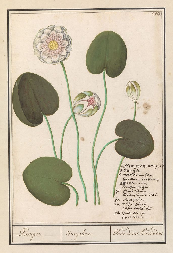 Witte waterlelie (Nymphaea alba) (1596 - 1610) by Anselmus Boëtius de Boodt and Elias Verhulst