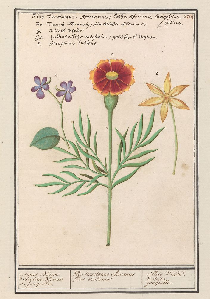 Afrikaantje (Tagetes), viooltje (viola) en narcis (Narcissus) (1596 - 1610) by Anselmus Boëtius de Boodt and Elias Verhulst