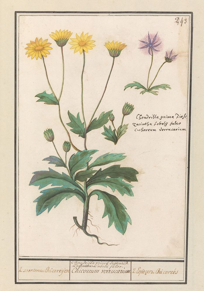 Twee bloemen uit de composietenfamilie (Asteraceae) (1596 - 1610) by Anselmus Boëtius de Boodt and Elias Verhulst