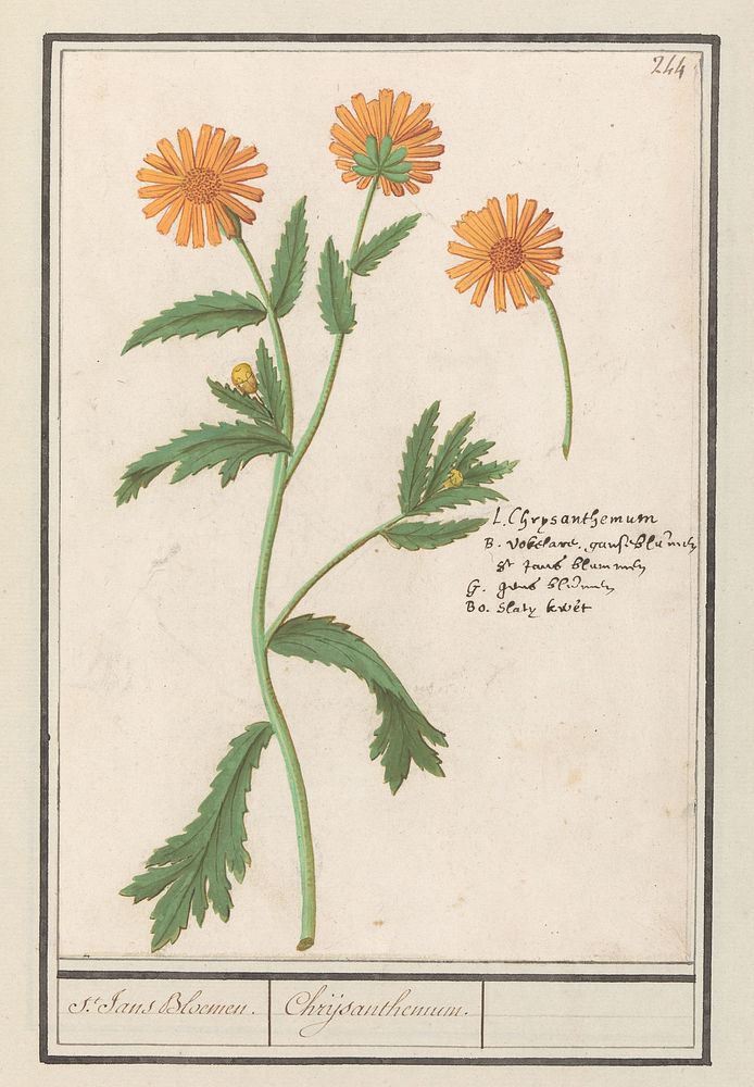 Chrysant (Chrysanthemum) (1596 - 1610) by Anselmus Boëtius de Boodt and Elias Verhulst