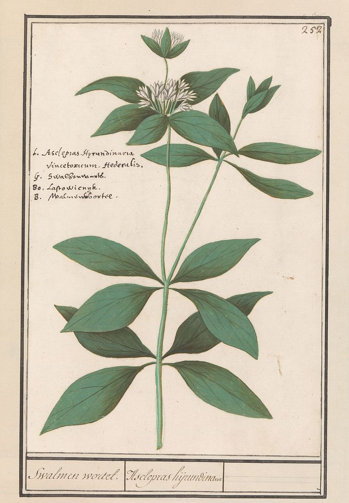 Zijdeplant (Asclepias syriaca) (1596 - 1610) by Anselmus Boëtius de Boodt and Elias Verhulst