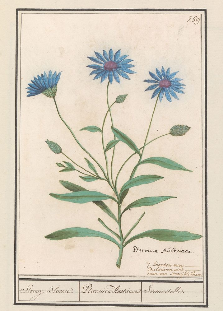 Blauwe strobloem (Catananche caerulea) (1596 - 1610) by Anselmus Boëtius de Boodt and Elias Verhulst