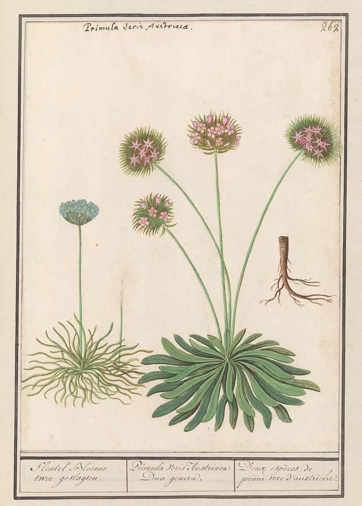 Sleutelbloem (Primula) (1596 - 1610) by Anselmus Boëtius de Boodt and Elias Verhulst