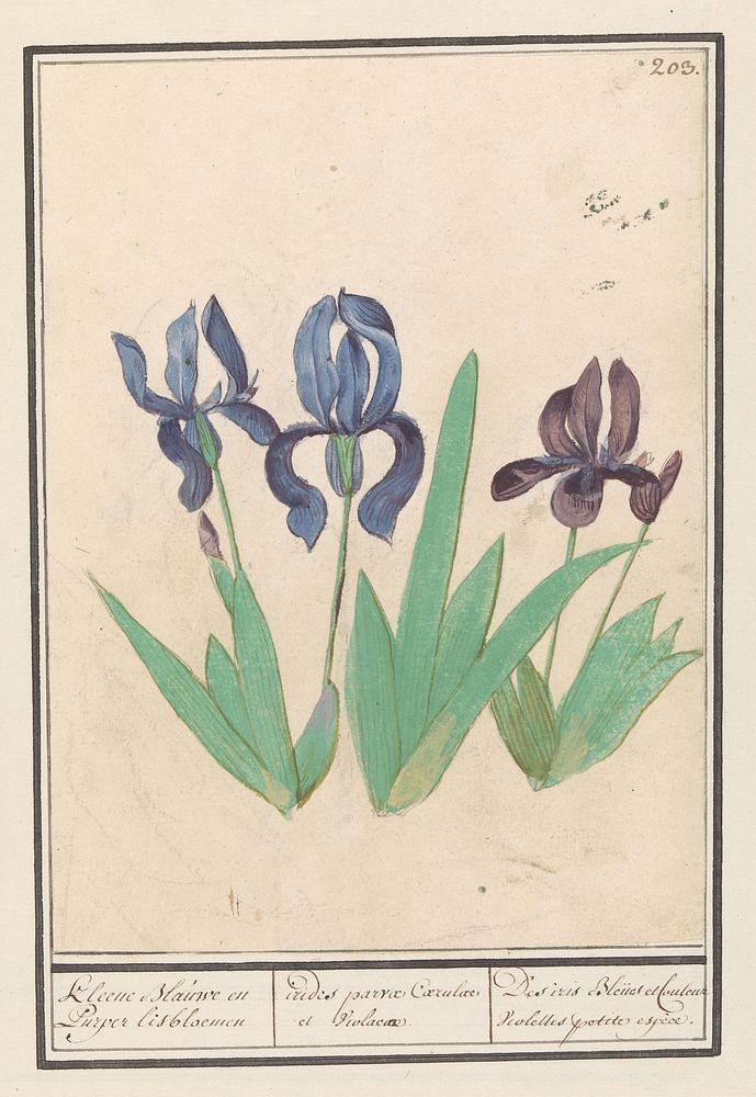 Blauwe en paarse irissen (Iris germanica) (1596 - 1610) by Anselmus Boëtius de Boodt and Elias Verhulst