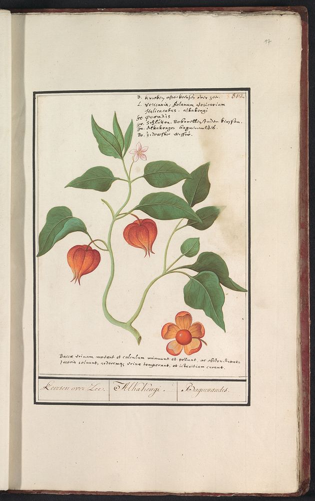 Goudbes (Physalis peruviana) (1596 - 1610) by Anselmus Boëtius de Boodt and Elias Verhulst