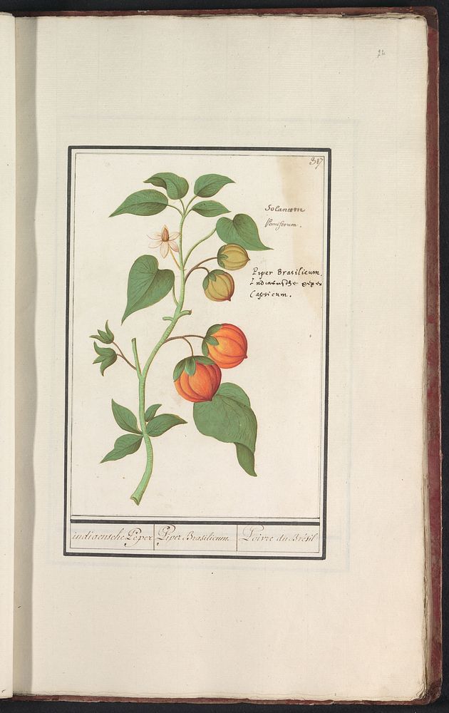 Peperplant (Capsicum annuum) (1596 - 1610) by Anselmus Boëtius de Boodt and Elias Verhulst