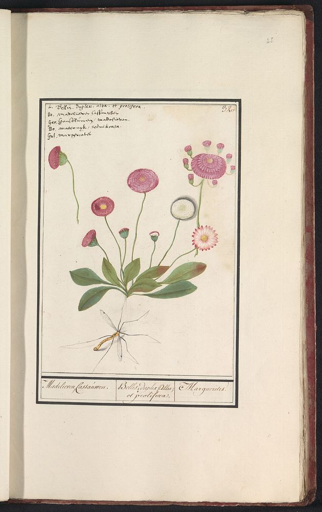 Madelief (Bellis perennis) (1596 - 1610) by Anselmus Boëtius de Boodt and Elias Verhulst