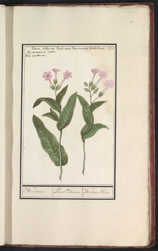 Tabaksplant (Nicotiana tabacum) (1596 - 1610) by Anselmus Boëtius de Boodt and Elias Verhulst