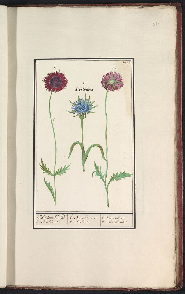 Paarse morgenster (Tragopogon porrifolius) en scabiosa (1596 - 1610) by Anselmus Boëtius de Boodt and Elias Verhulst