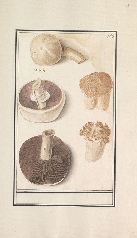 Gewone weidechampignon (Agaricus campestris) (1596 - 1610) by Anselmus Boëtius de Boodt