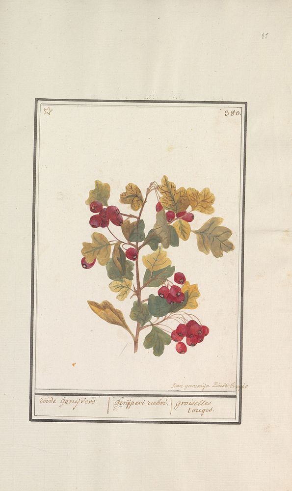 Meidoorn (Crataegus) (1790 - 1799) by Jan Anton Garemyn
