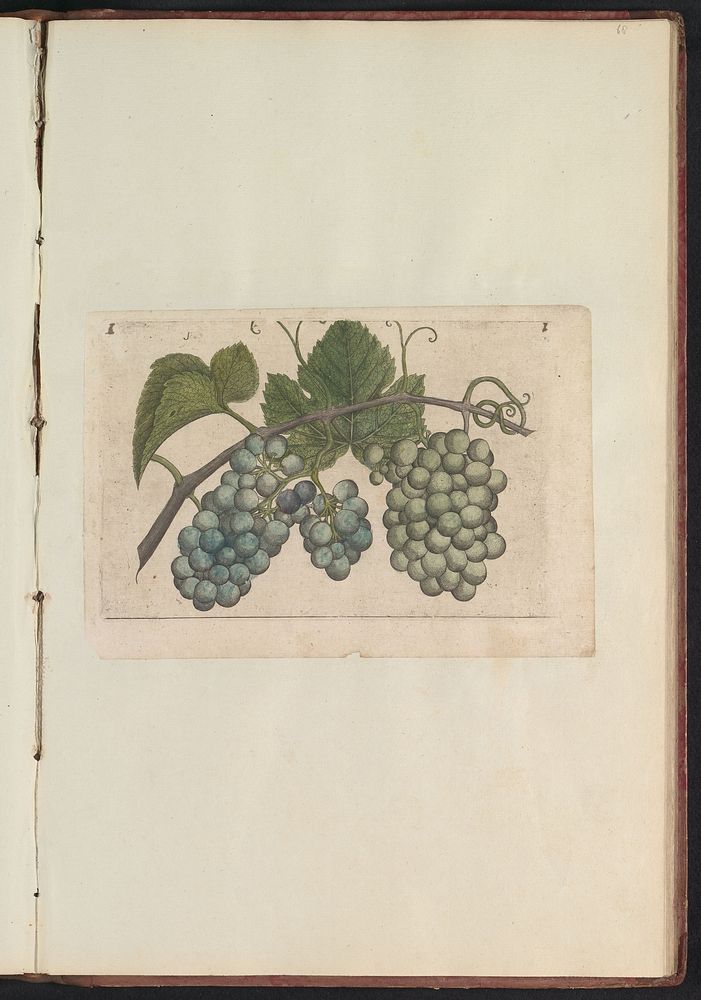 Druif (Vitaceae) (1640) by anonymous