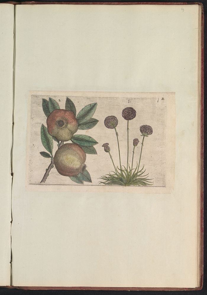 Granaatappel (Punica granatum) en Engels gras (Armeria maritima) (1640) by anonymous and Crispijn van de Passe I