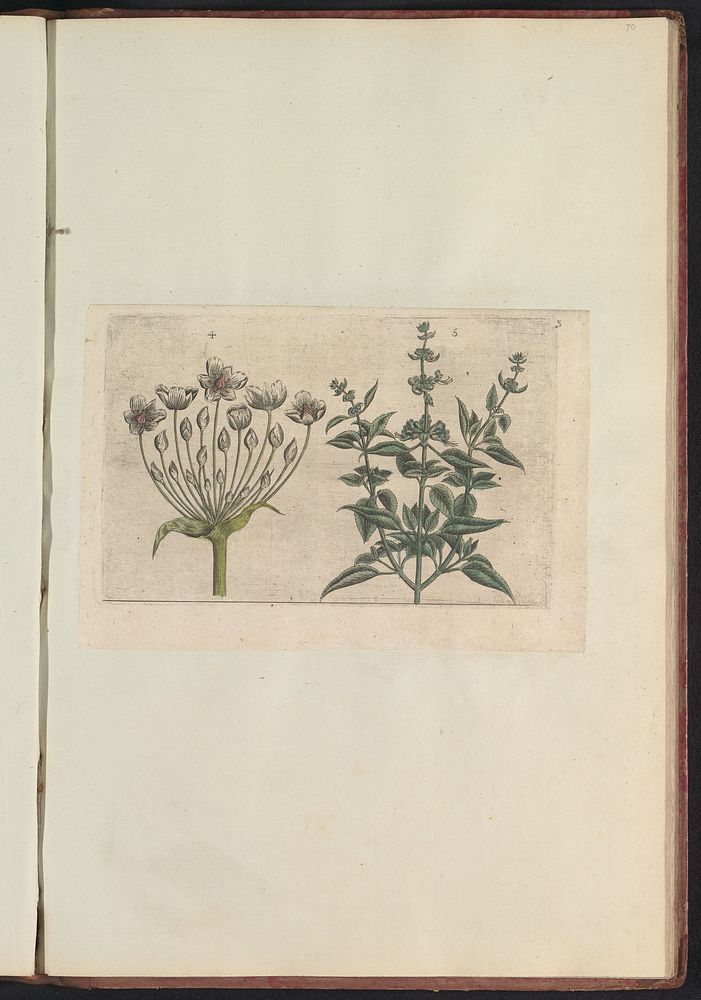 Zwanenbloem (Butomus umbellatus) en kleinbloemige salie (Salvia verbenaca) (1640) by anonymous and Crispijn van de Passe I