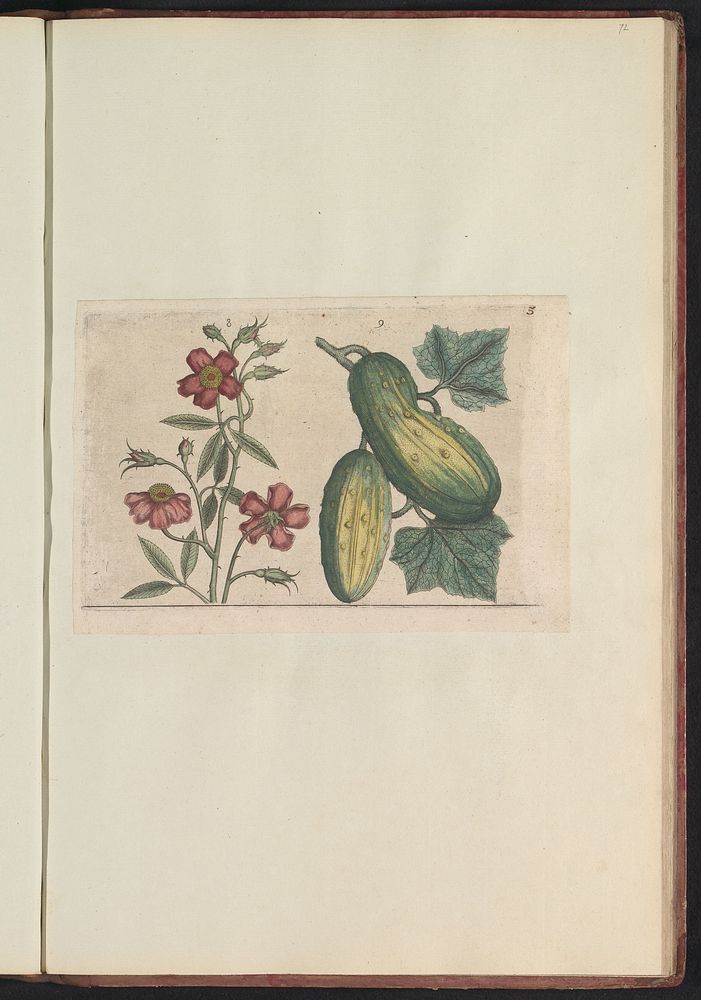 Muskusroos (Rosa moschata) en komkommer (Cucumis sativus) (1640) by anonymous and Crispijn van de Passe I