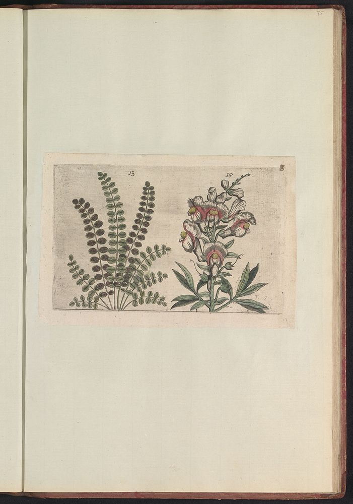 Kleine pimpernel (Sanguisorba minor) en grote leeuwenbek (Antirrhinum majus) (1640) by anonymous and Crispijn van de Passe I