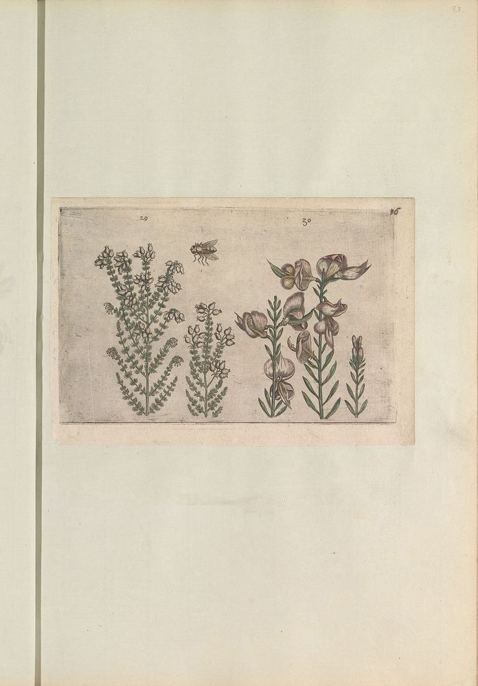 Dopheide (Erica tetralix) en bezemstruik (Spartium junceum) (1640) by anonymous and Crispijn van de Passe I