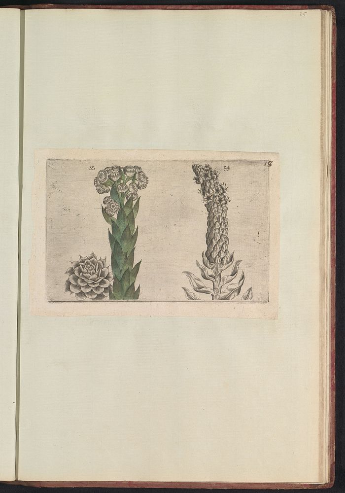 Donderblad (Sempervivum tectorum) en koningskaars (Verbascum thapsus) (1640) by anonymous and Crispijn van de Passe I