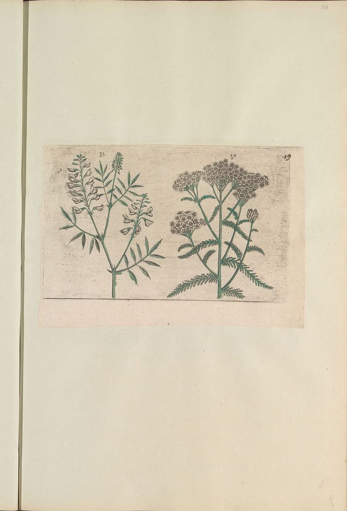 Boswikke (Vicia sylvatica) en duizendblad (Achillea millefolium) (1640) by anonymous and Crispijn van de Passe I