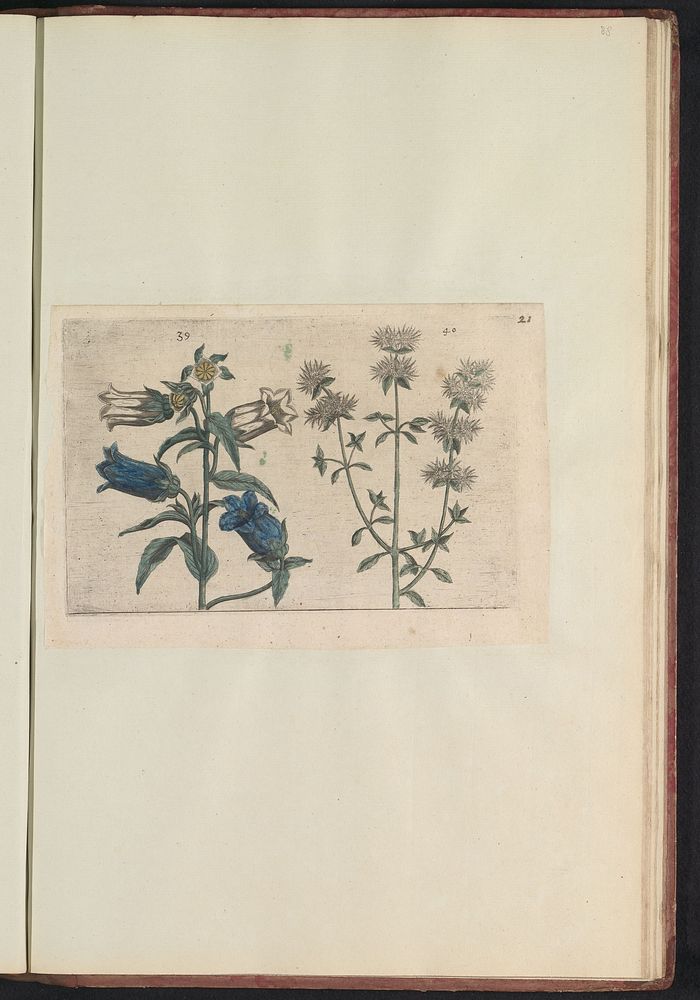 Mariëtteklokje (Campanula medium) en marjolein (Thymus mastichina) (1640) by anonymous and Crispijn van de Passe I