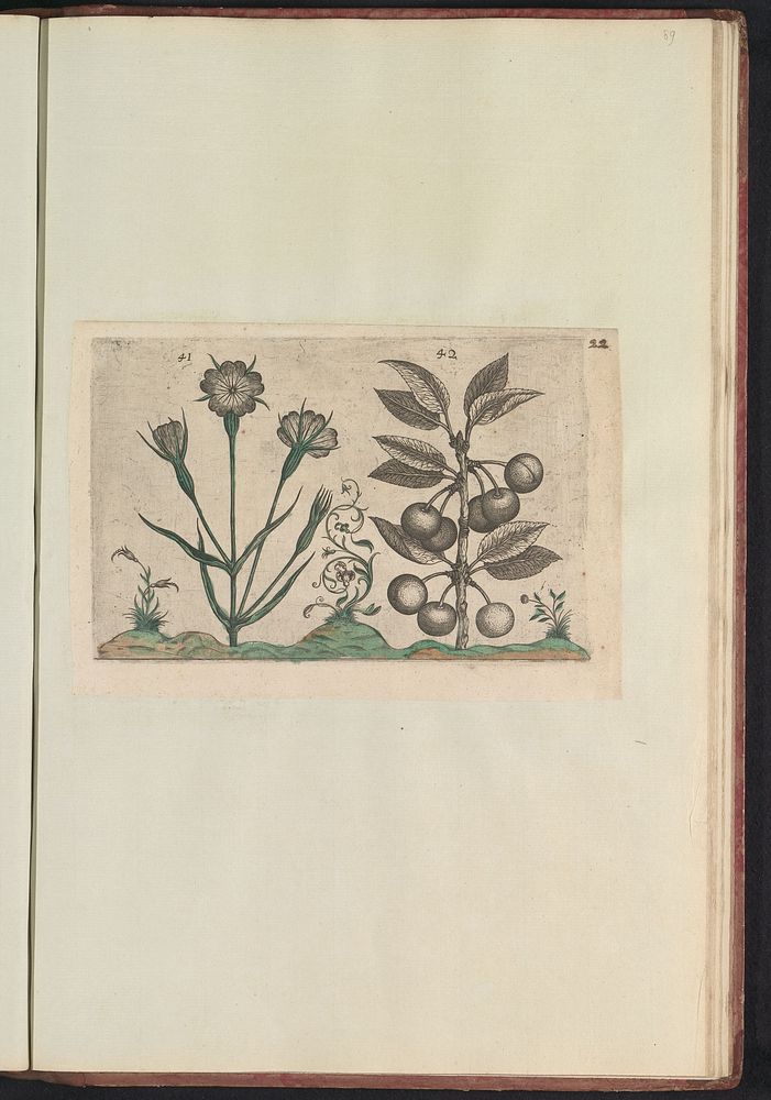 Bolderik (Agrostemma githago) en zure kers (Prunus cerasus) (1640) by anonymous and Crispijn van de Passe I