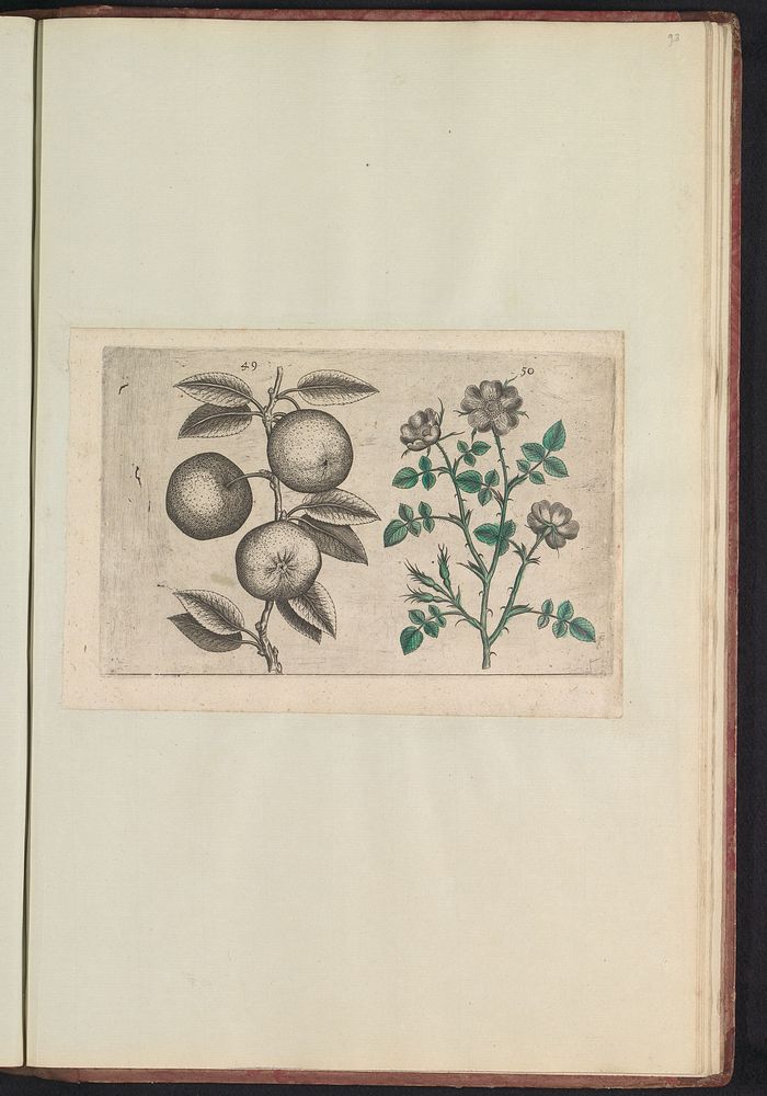 Appel (Malus pumila) en hondsroos (Rosa canina) (1640) by anonymous and Crispijn van de Passe I