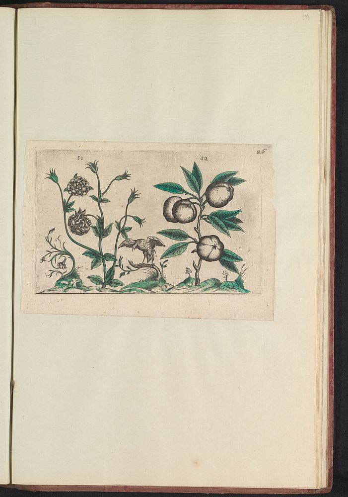Dubbele akelei (Aquilegia vulgaris) en appel (Malus pumila) (1640) by anonymous and Crispijn van de Passe I